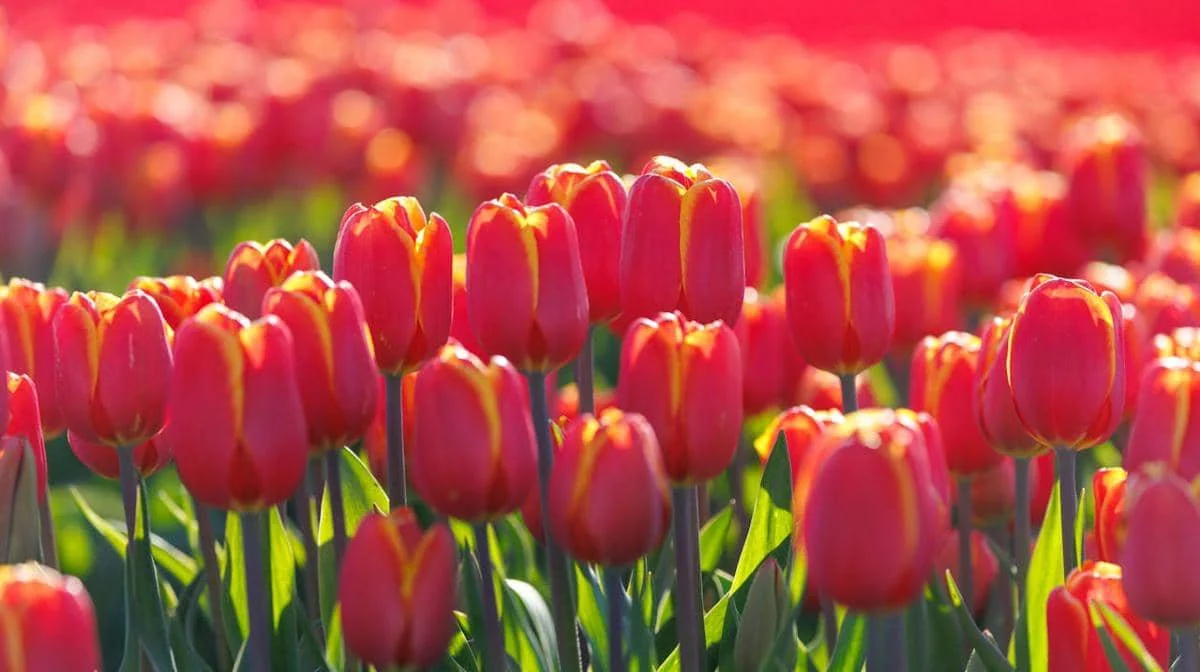 Ilustrasi bunga tulip 