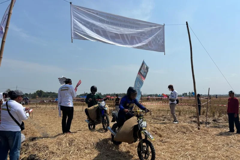 Cerita Balapan Ojek Gabah di Ngawi: Bentuk Syukur Panen Raya, Sawah Kering Jadi Sirkuit