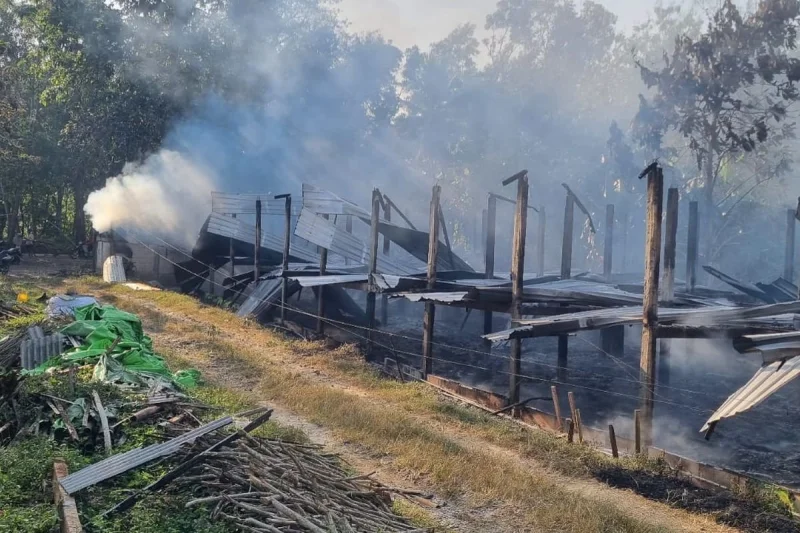 Kandang Ayam di Kebumen Ludes Terbakar, Kerugian Capai Rp 750 Juta