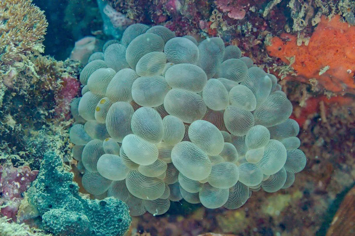 gelembung bubble coral merupakan bagian dari tubuh karang yang berisi cairan