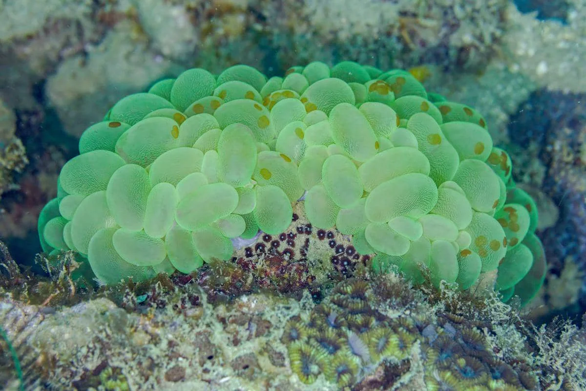 sweeper tentacles membantu bubble coral mempertahankan ruang hidupnya