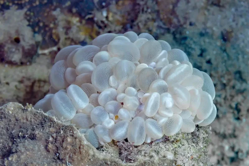 5 Fakta Bubble Coral, Karang Unik yang Mirip Kumpulan Balon