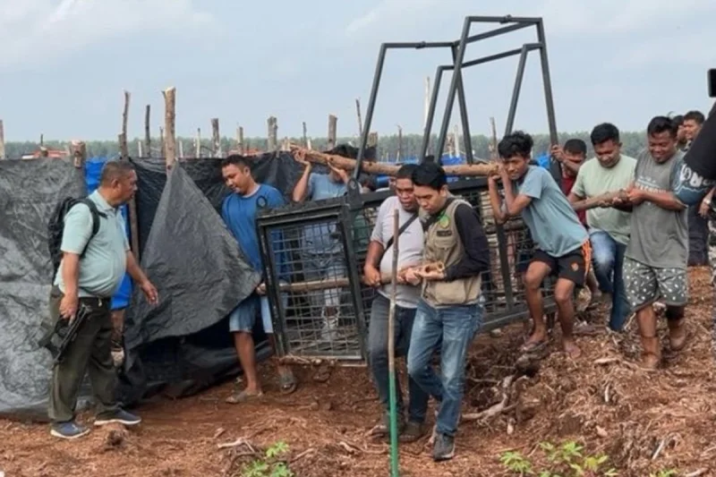 Pekerja Tewas Diterkam Harimau Sumatera Saat Cari Sinyal di Pelalawan