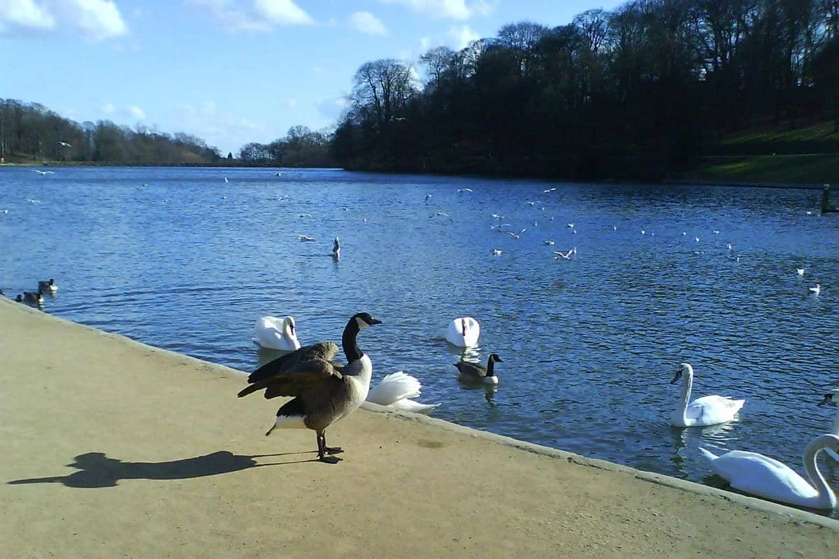 Roundhay Park 