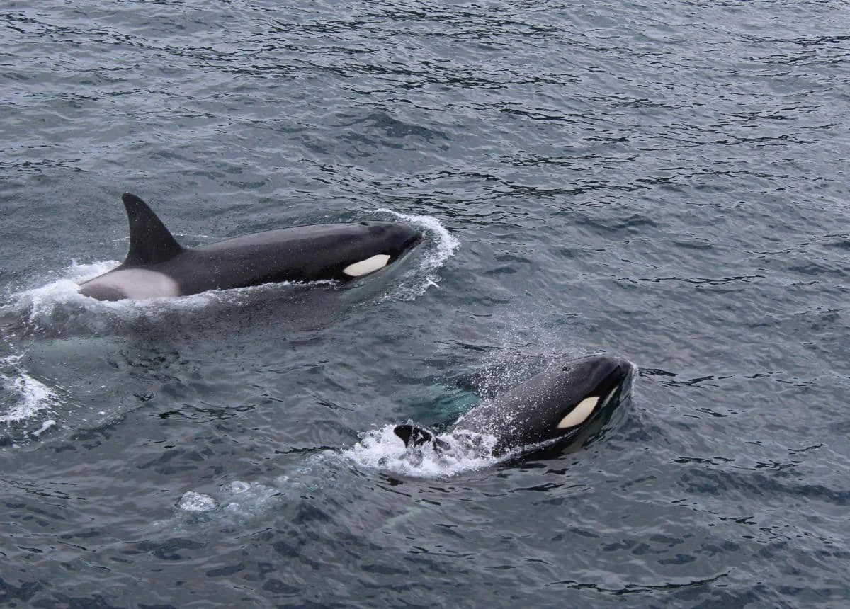 Paus orca 