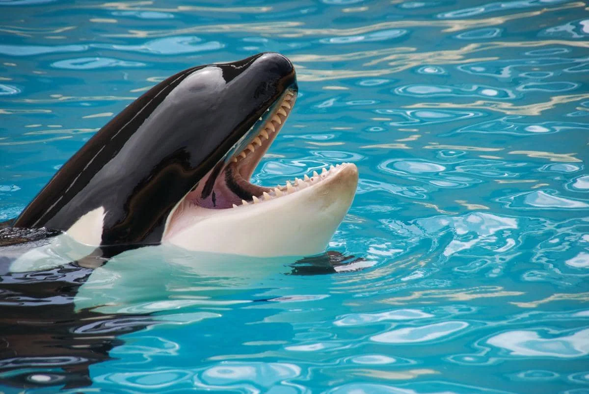 Paus orca 