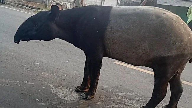 Wamenhut: 2 Penyembelih Tapir di Mesuji Lampung Masih Buron
