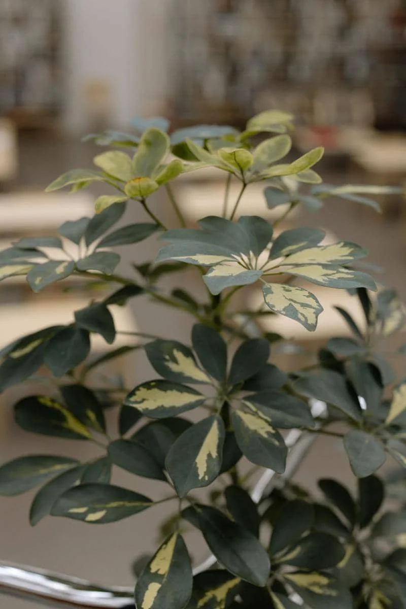 ilustrasi schefflera arboricola