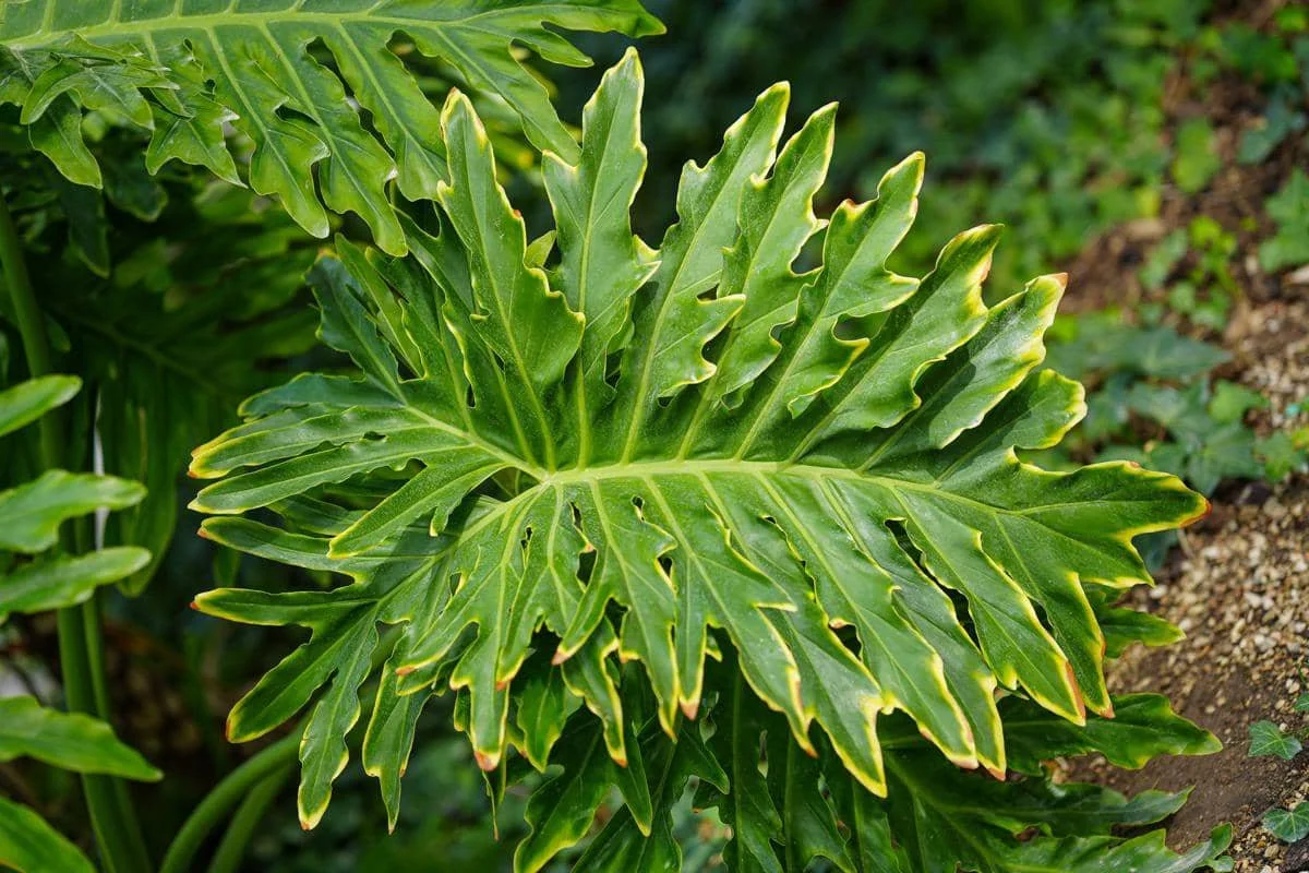 ilustrasi philodendron bipinnatifidum