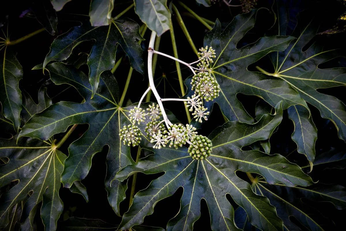 ilustrasi fatsia japonica