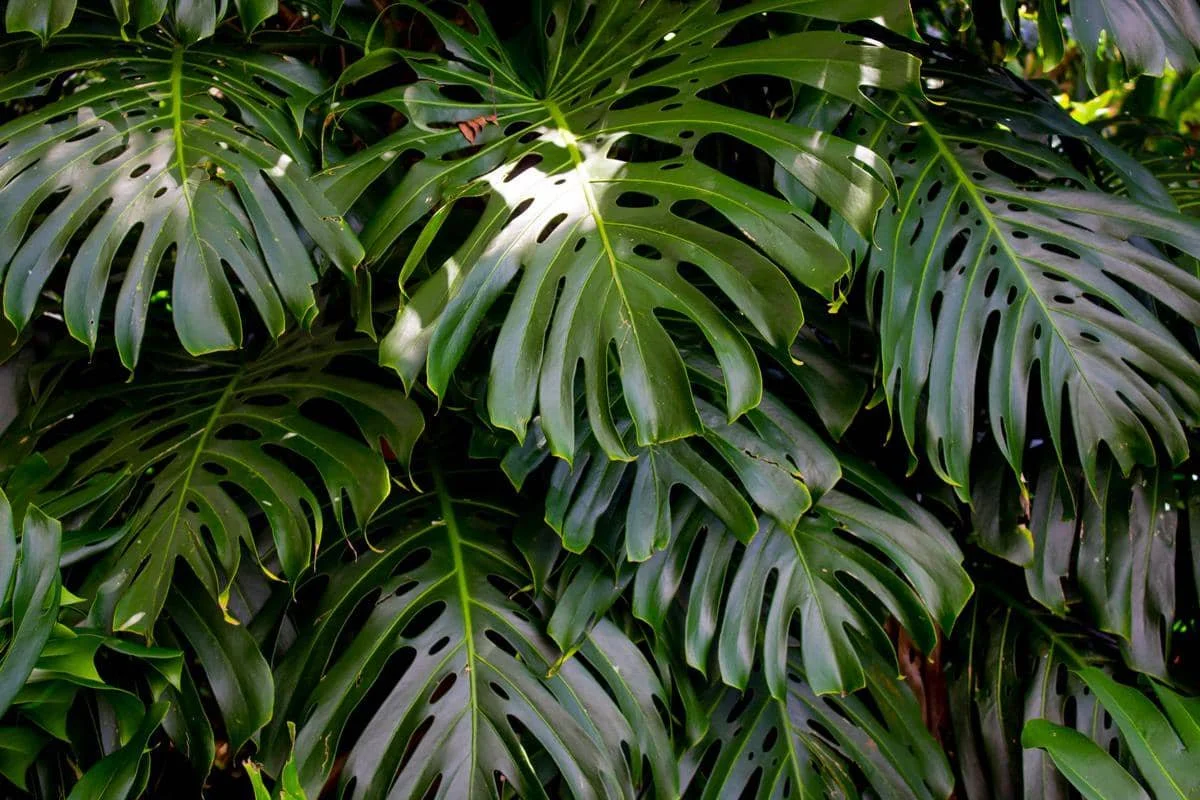 ilustrasi monstera deliciosa