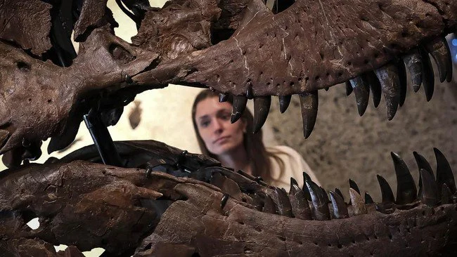 FOTO: Penampakan Fosil T-Rex Termahal di Dunia