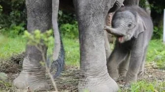 FKGI Dukung Langkah Kemenhut, Infrastruktur Diminta Lindungi Koridor Gajah