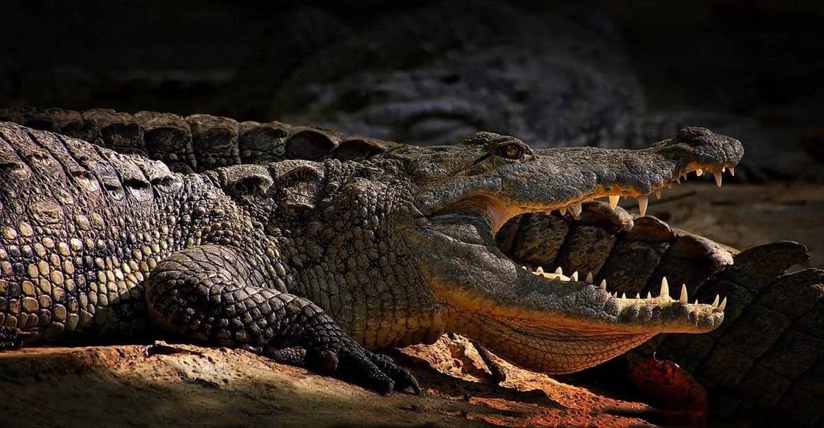 ilustrasi buaya