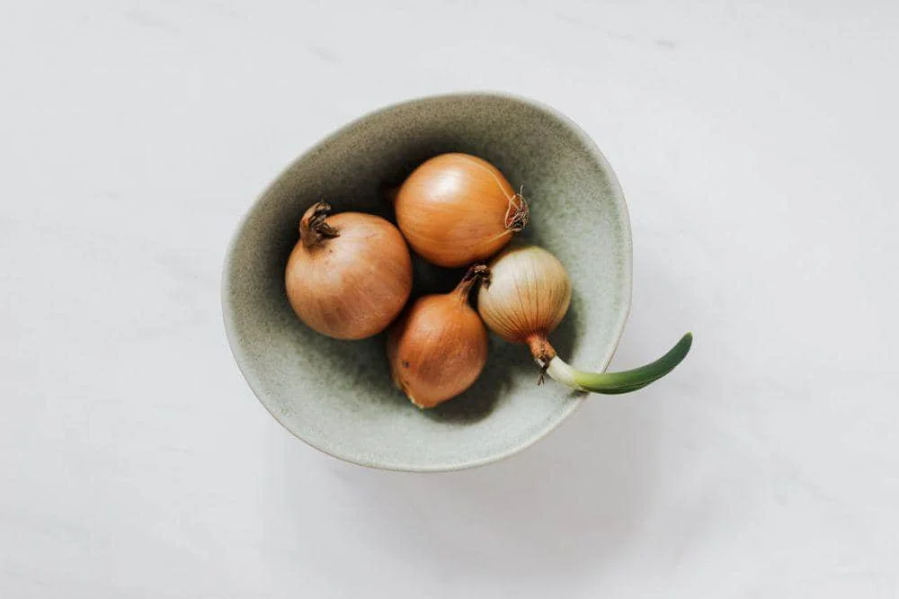 ilustrasi bawang bombai