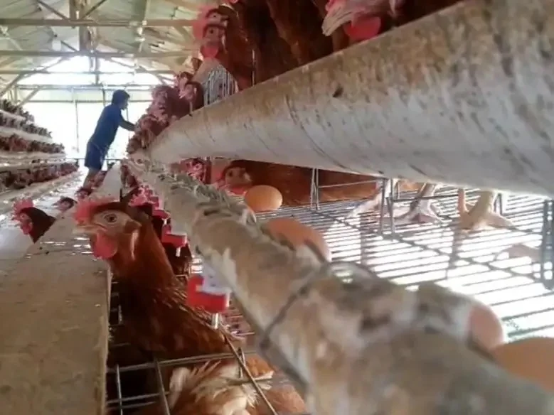Pemerintah Mau Salurkan Bantuan Telur dan Ayam Lagi? Ini Kata Bapanas
