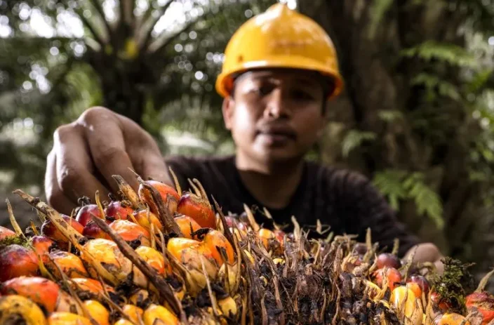 Industri Kelapa Sawit Dinilai Berperan Strategis Dukung Ketahanan Pangan Nasional