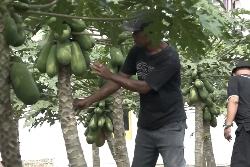 Merawat Harapan dari Kebun Pepaya Kalina, Langkah Desa Serut Menguatkan Ekonomi Desa