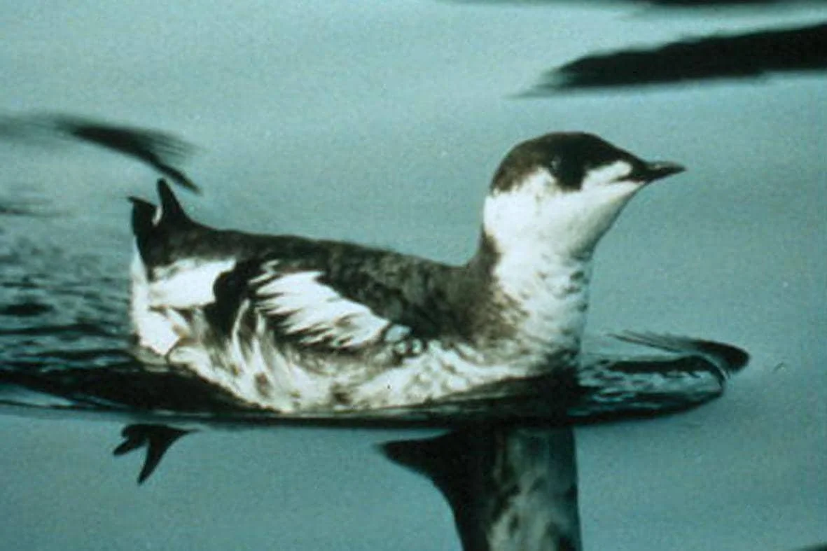 Marbled Murrelet 