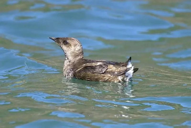 5 Fakta Marbled Murrelet, Spesies Misterius Penghuni Laut dan Hutan