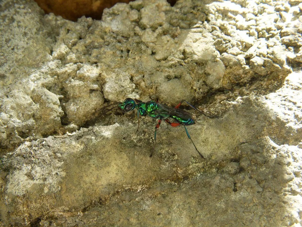 Ampulex compressa