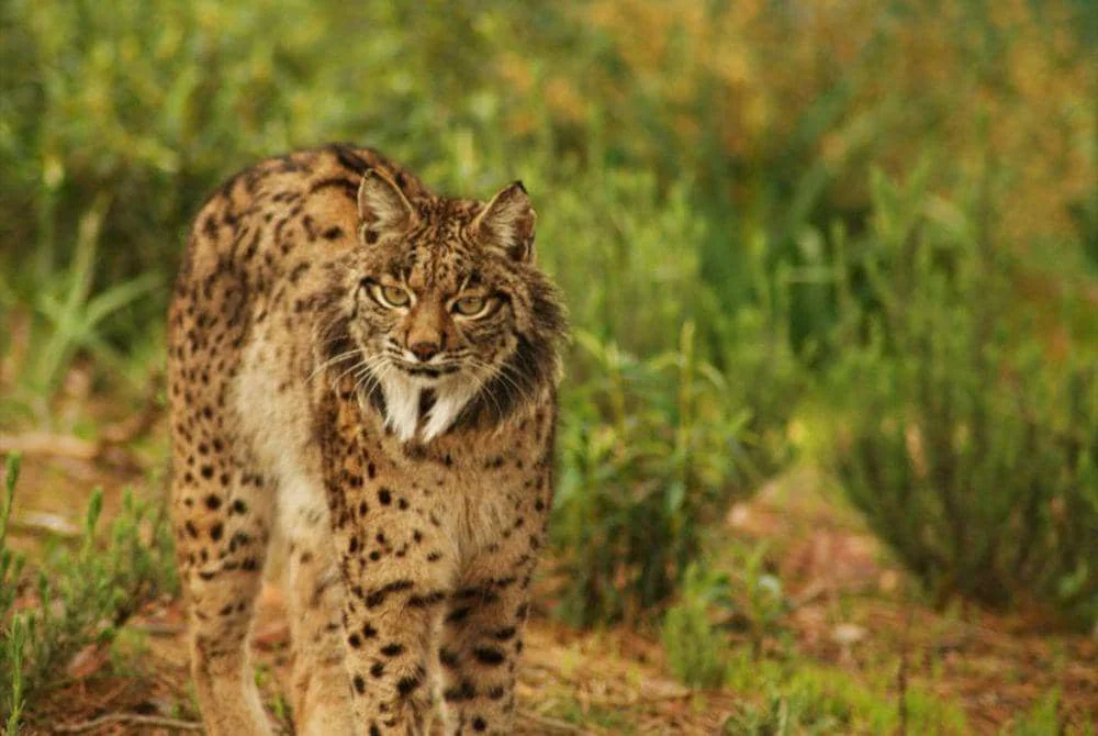 Lynx iberia (commons.m.wikimedia.org/Lynxexsitu)