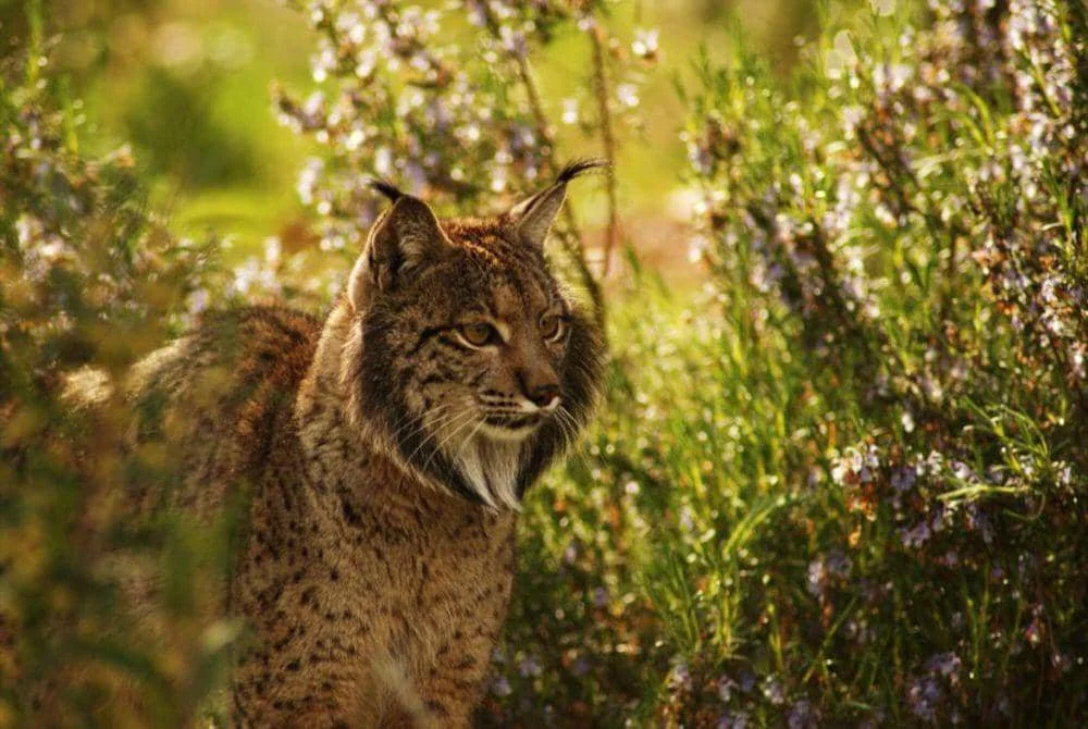Lynx iberia (commons.m.wikimedia.org/Lynxexsitu)