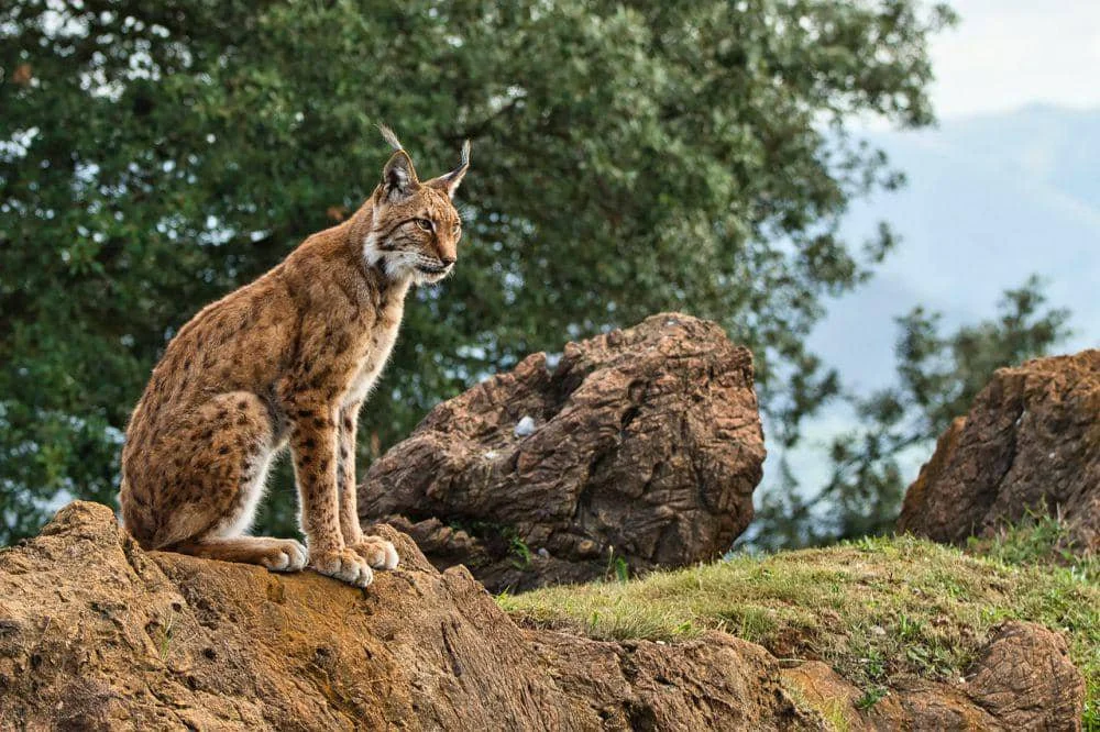 Lynx iberia (pixabay.com/David Osta)