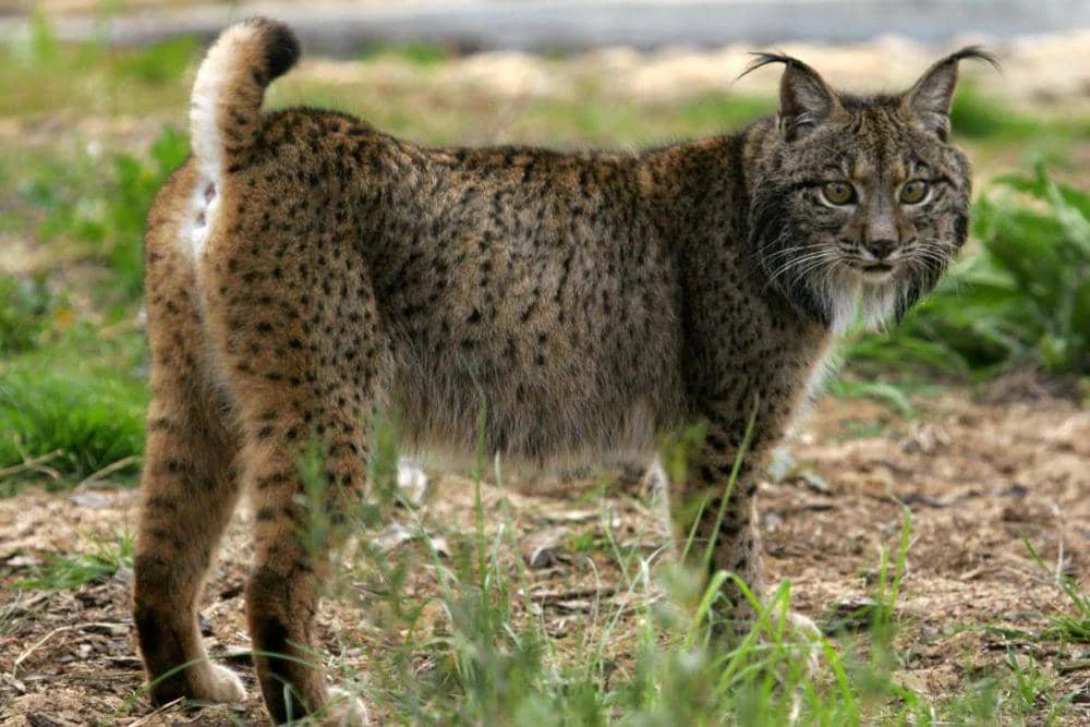 Lynx iberia (commons.m.wikimedia.org/Lynxexsitu)