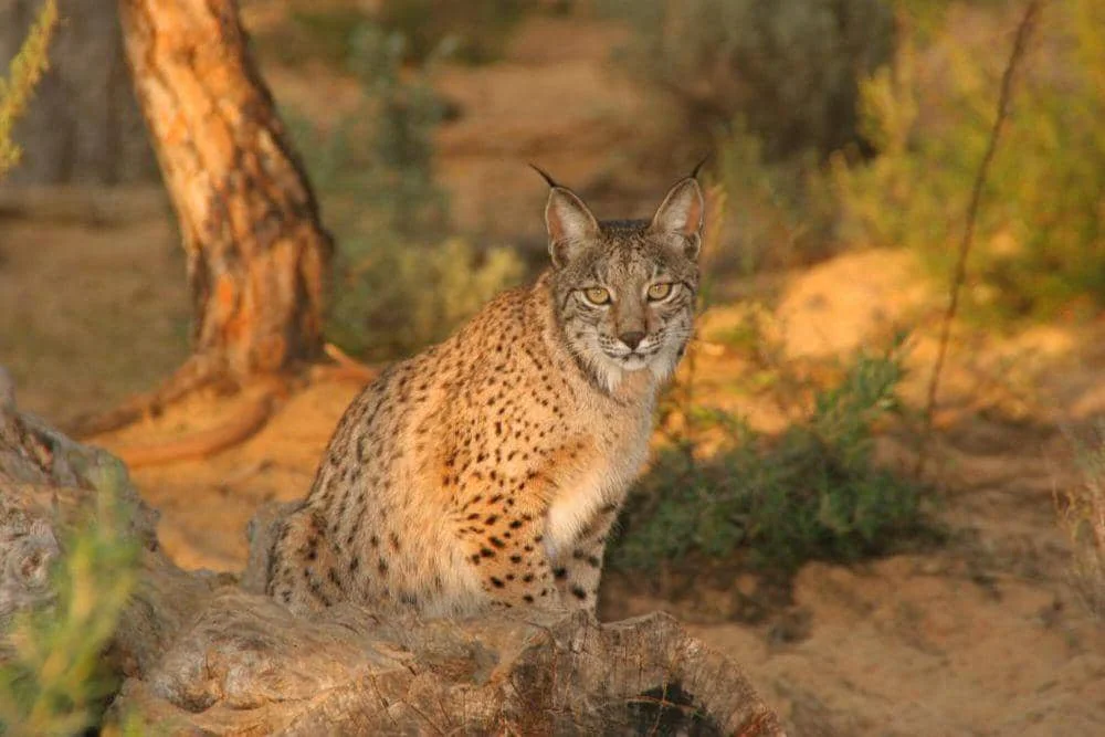 Lynx iberia (commons.m.wikimedia.org/Lynxexsitu)