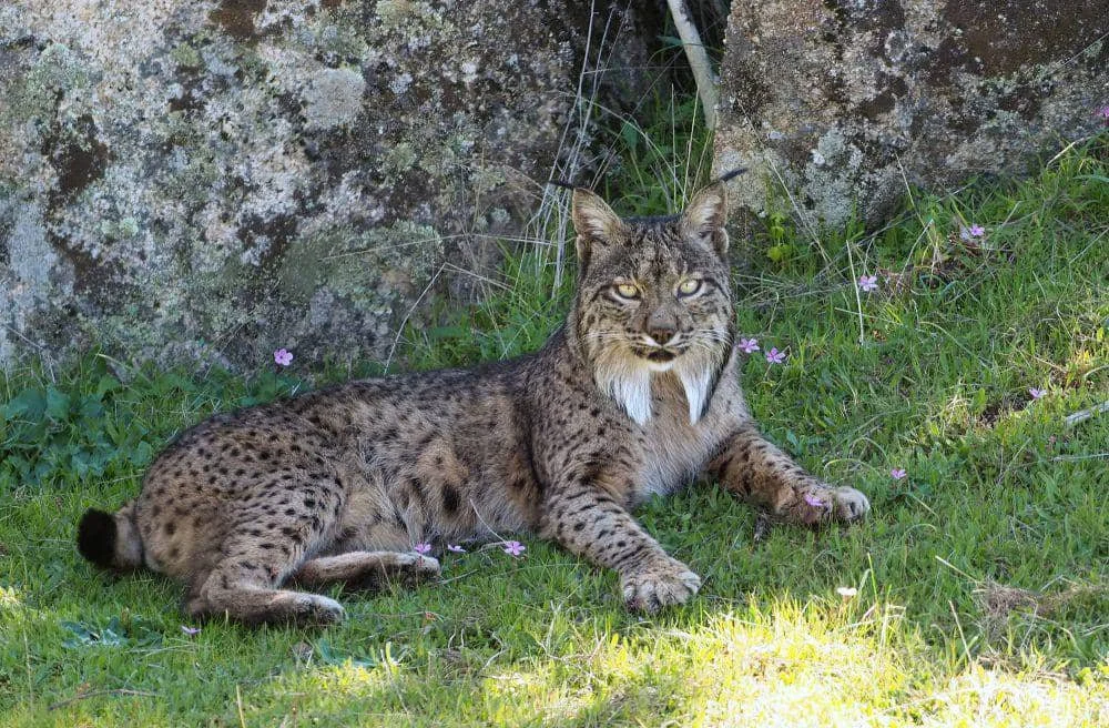 Lynx iberia (commons.m.wikimedia.org/Frank Vassen)