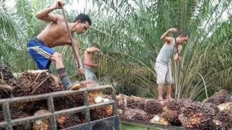 Harga Sawit Riau Menguat Kembali, Mitra Swadaya Tembus Rp3.846 per Kg